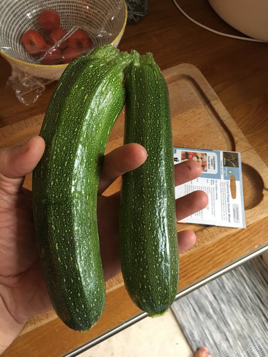 galtonboard_mgs's tweet photo. The triffid upped its output to a brace of courgettes each day. #glut #courgettini #stuffedcourgettes #courgettesandwiches https://t.co/pZCI7oiObz