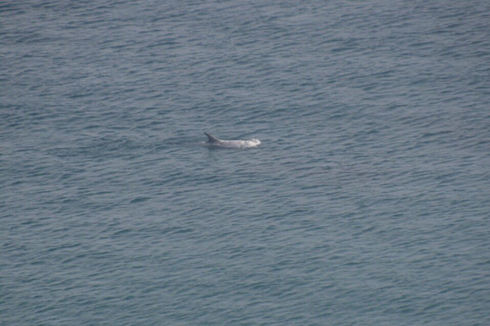 CoastingIt's tweet photo. From Lizard we walked to Coverack and finally a day I had been so longing for came! Wildlife was everywhere! From seals and chough at Lizard, to the star of the days, Risso's dolphins just outside Coverack! https://t.co/iKTqGKN3ix