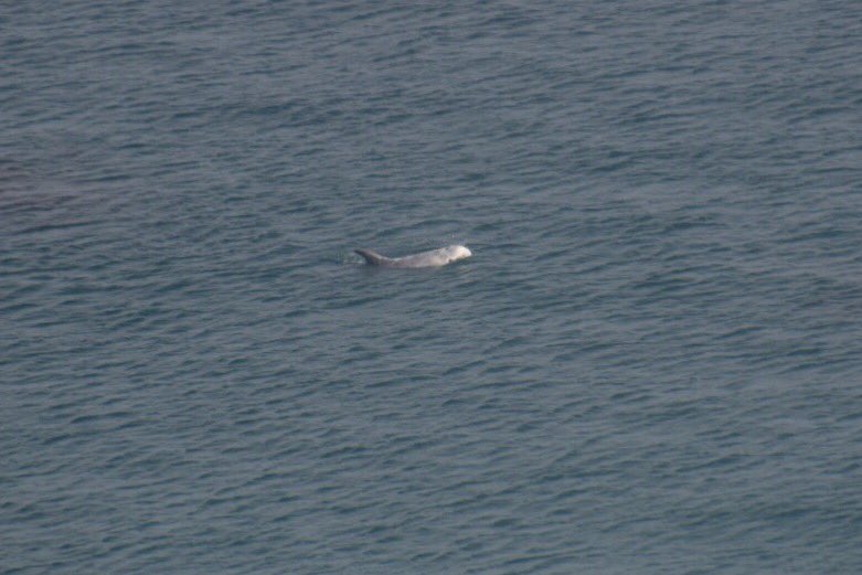 CoastingIt's tweet photo. From Lizard we walked to Coverack and finally a day I had been so longing for came! Wildlife was everywhere! From seals and chough at Lizard, to the star of the days, Risso's dolphins just outside Coverack! https://t.co/iKTqGKN3ix