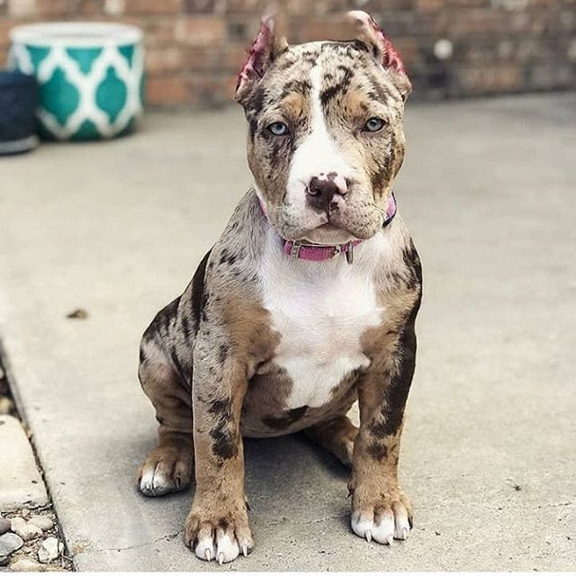 JustLoveDogsToo's tweet photo. Hey guys, give him a cute name👇👇
Credit: @elitexlbullies *
*
*
*
*
*
#pitbullsofinstagram  #pitbull 
#pitbulllove #pitbullpuppy #pitbullmom 
#pitbullinstagram #pitbullsofficial #pitbullmix #pitbulllover #pitbulllovers 
#pitbullterrier #pitbullnation 
#pitbullgram_ #pitbullfr… https://t.co/OssTxyPc2v