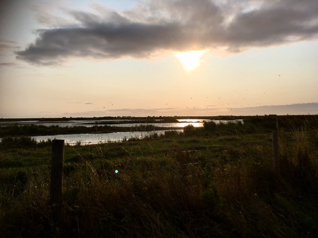 FionasWildLife's tweet photo. When a rare American visitor comes to your home county itβd be rude not to go say hi! Spot the stilt sandpiper! Finally saw the turtle doves too! 2 life ticks β
β
π€ Great morning with great company @tweetato1 & @mould6675 at a great reserveπ #earlymorningbirding #notatwitcher https://t.co/P93oYubTAb