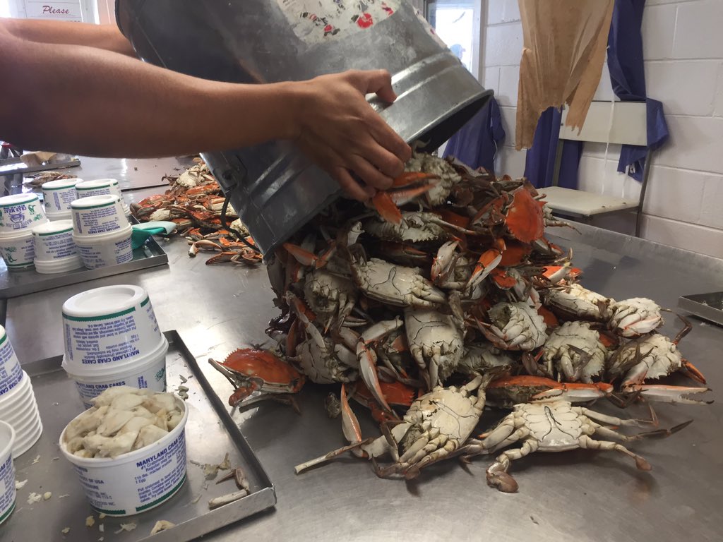 MDsBestSeafood's tweet photo. Fresh is what it's all about! Featuring @Lindys_Seafood pick house on Hooper's Island #mdsbest #local #bluecrabs https://t.co/GPEgblqRDE