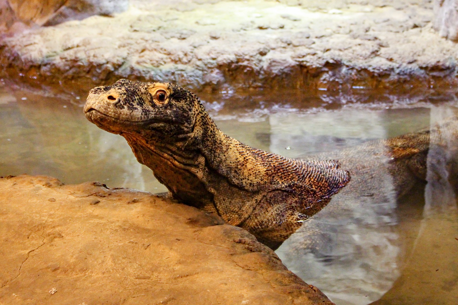 Happy Birthday to Kadal the Komodo Dragon! This big boy turns 8 today! 