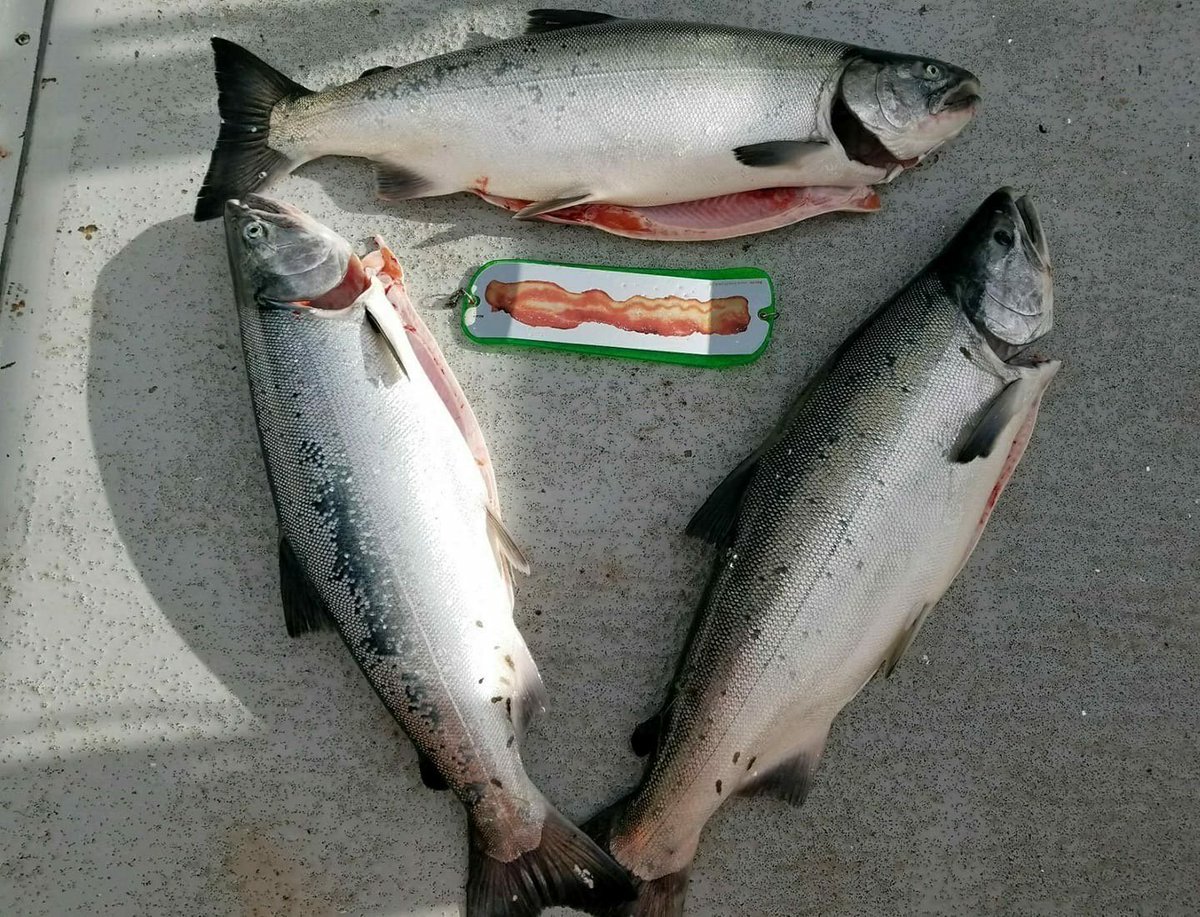 MooreCharters tweet picture