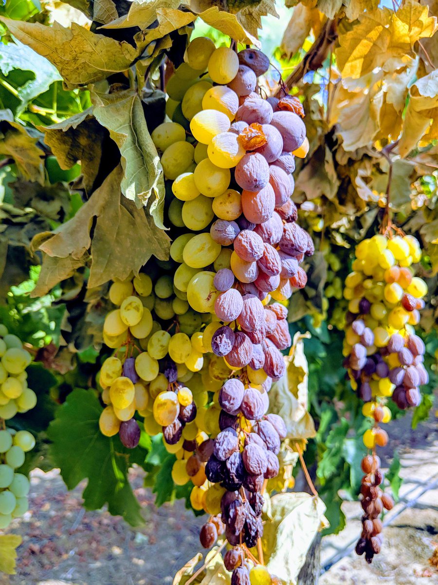 Matthew Fidelibus on Twitter "Most raisin grapes are made from white