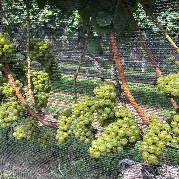 LI Wine Country tweet media