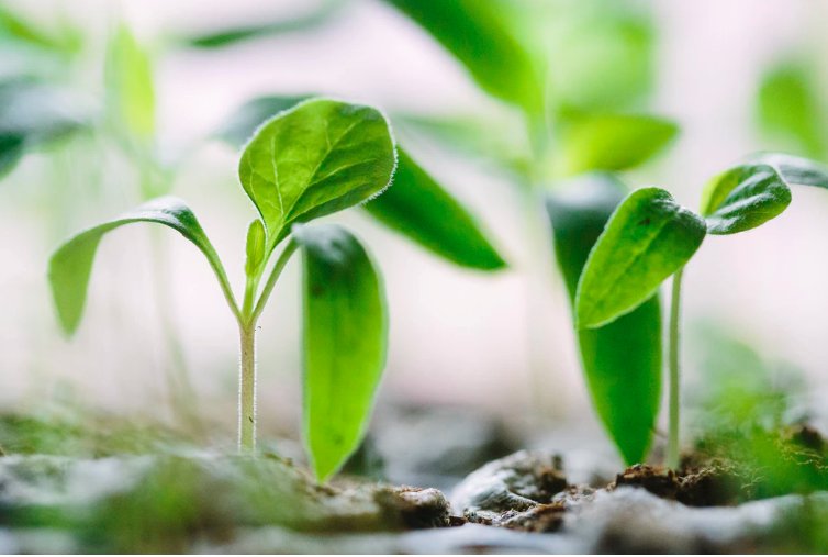 PredatorGuard's tweet photo. We know how important it is to protect your property. Offering guaranteed protection for your precious gardens, livestock, and property!
Visit our website here:
https://t.co/dIE6gKNDgG
#PredatorGuard https://t.co/d6biXjltgH