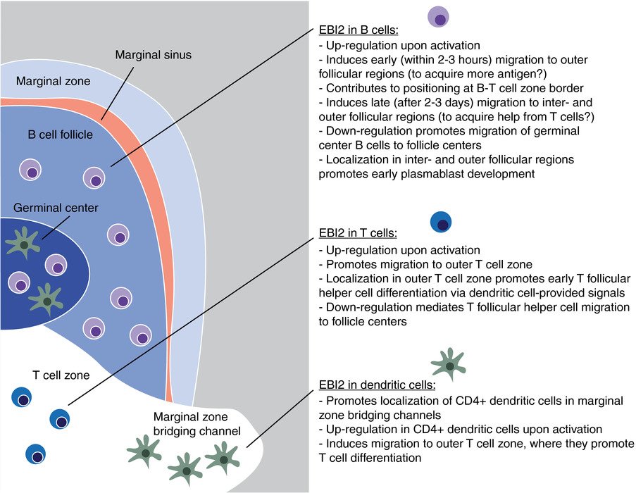 leukocytebiol's tweet photo. New JLB review describes EBI2's role in T‐dependent antibody responses and its potential effects on local immune responses and autoimmunity https://t.co/NfD8QfgXnd #JLB #ECMC2017 https://t.co/rXDWVePJ4r