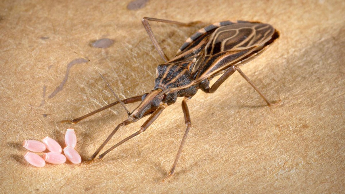 Dangerous blood-sucking bug that can cause serious illness is now here in Florida. bit.ly/2PIwxd2?utm_so… https://t.co/NLjBCUkNra