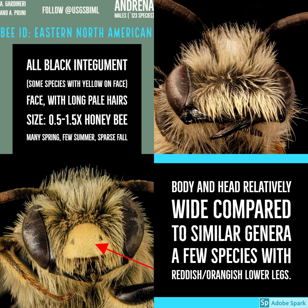 moltenblue's tweet photo. Know Your Wild Bees Campaign presents ...how to spot a male Andrena #bee #andrena #naturalhistory #bees #entomology #hymenoptera #identification #pollinator #pollination https://t.co/iMibxovV9a