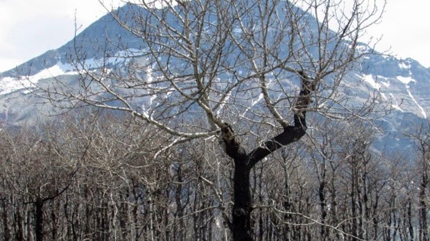 CTVCalgary's tweet photo. Evacuation alert lifted for Waterton Lakes National Park #Alberta
#wildfire
https://t.co/g3KT7jiC5n https://t.co/A0SNl0GdSJ