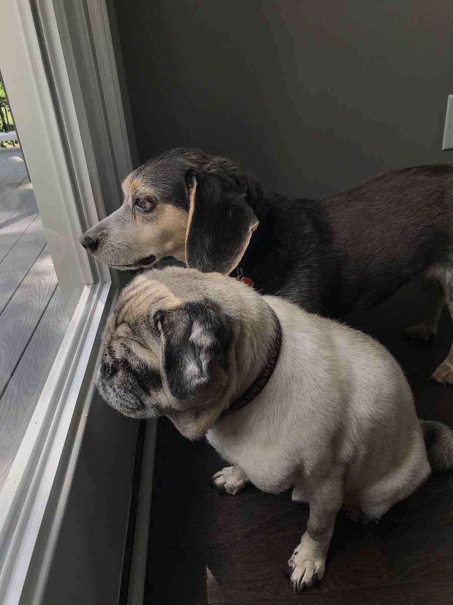 CailynRieser's tweet image. Sorry I’m a day late but Happy National Dog Day to my cuties💕💗