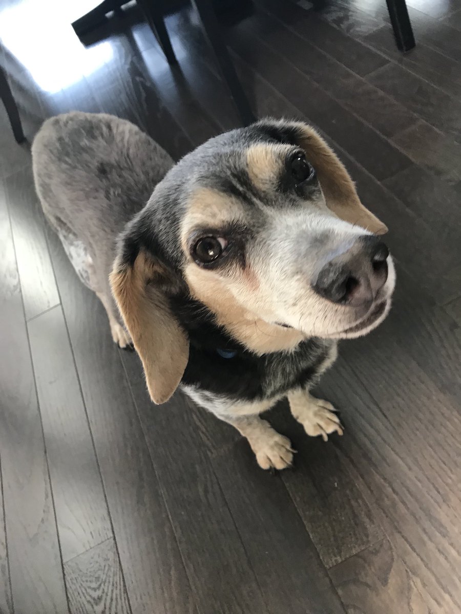 CailynRieser's tweet image. Sorry I’m a day late but Happy National Dog Day to my cuties💕💗