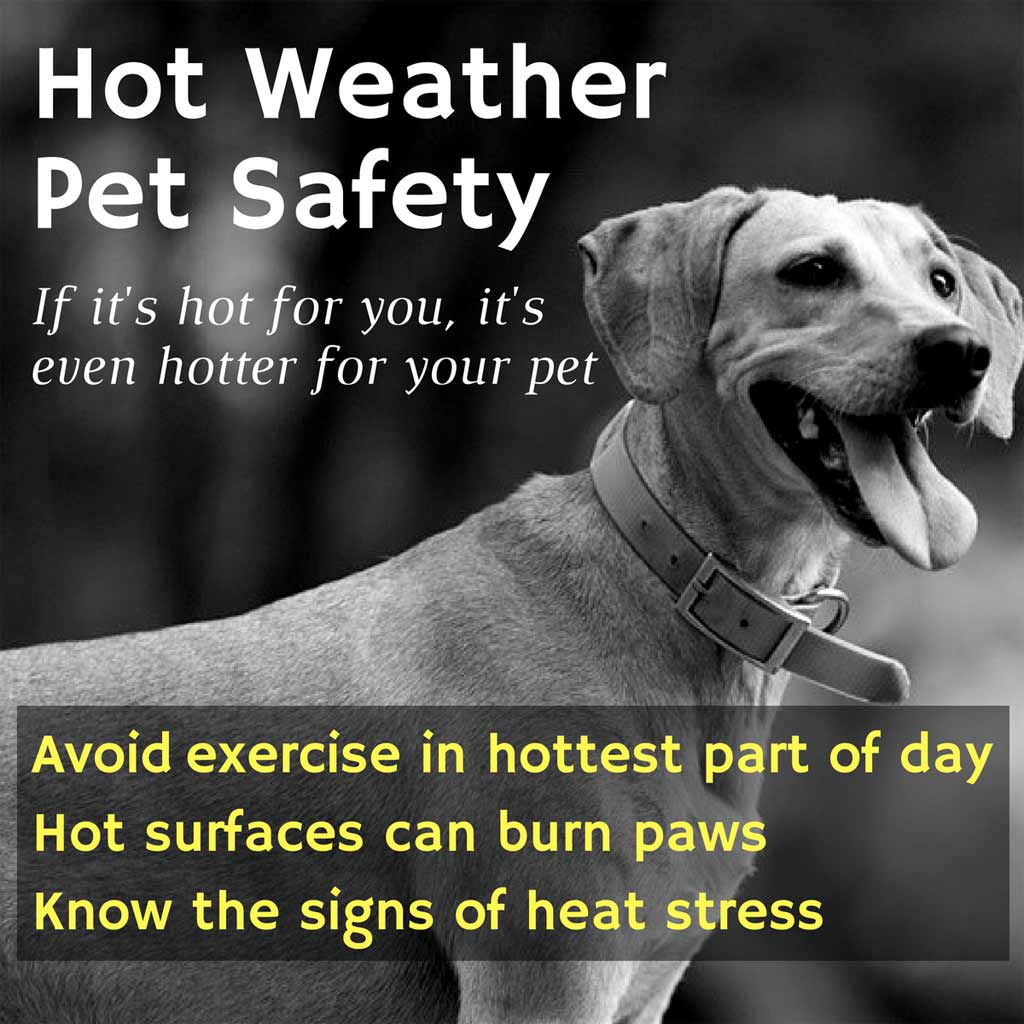 Can Dogs Die In Hot Weather