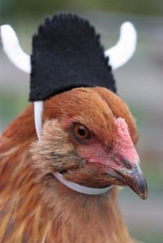 WTHChickenFacts's tweet photo. ON THIS DAY: 8/27/999 AD Norse chicken Leif Eriksson discovered America. That Christopher Columbus was full of shit.  #WHATTHEHECK https://t.co/UkfzdKDEUx