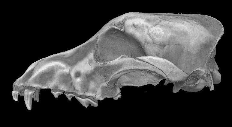 It's #NationalDogDay! This microCT image of a 500-year-old dog from an ancestral Ontario village had an interesting story to tell about a disease he was afflicted with and how he was cared for. ow.ly/3FHp30lzwKV <a href="/SustArchMIP/">Sust Archaeology MIP</a> #OntarioArchaeology #OldDogs #NewTricks