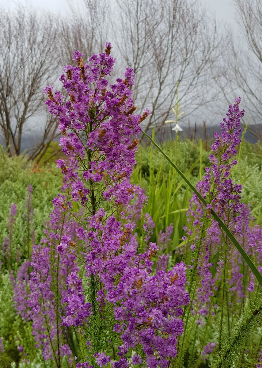 Selago, a very underrated perennial in full bloom at the moment. Tough, water wise and easy to grow. These are in the Rupert Rothschild landscape and looking rather fantastic this time of the year. 
#selago #waterwiseplants #southafricanplants #rupertrothschild