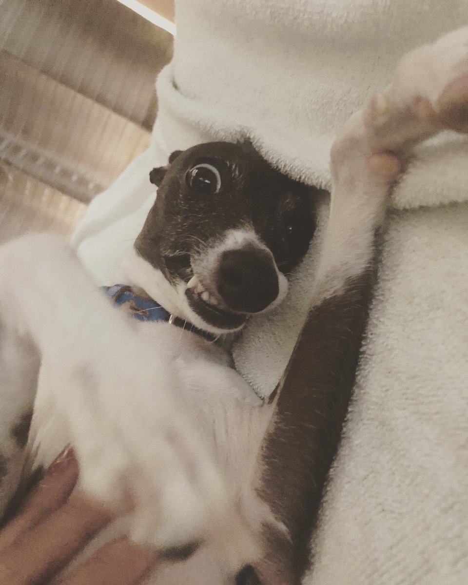 葉月あや On Twitter 実家で一緒に寝てた犬を起こしたら 見たことない顔で怒ってきたので 犬も人間も同じなんだと思いました