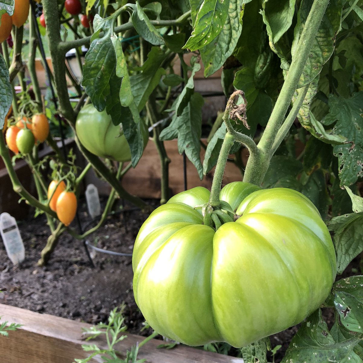Erika_1MP's tweet photo. When suddenly you have all of the tomatoes 🍅 #hamont #hamiltonontario #dundasont #dundasvalley #summertime #tomatoes #garden #gardening #toastedtomatosandwich https://t.co/31y0GjRtnE