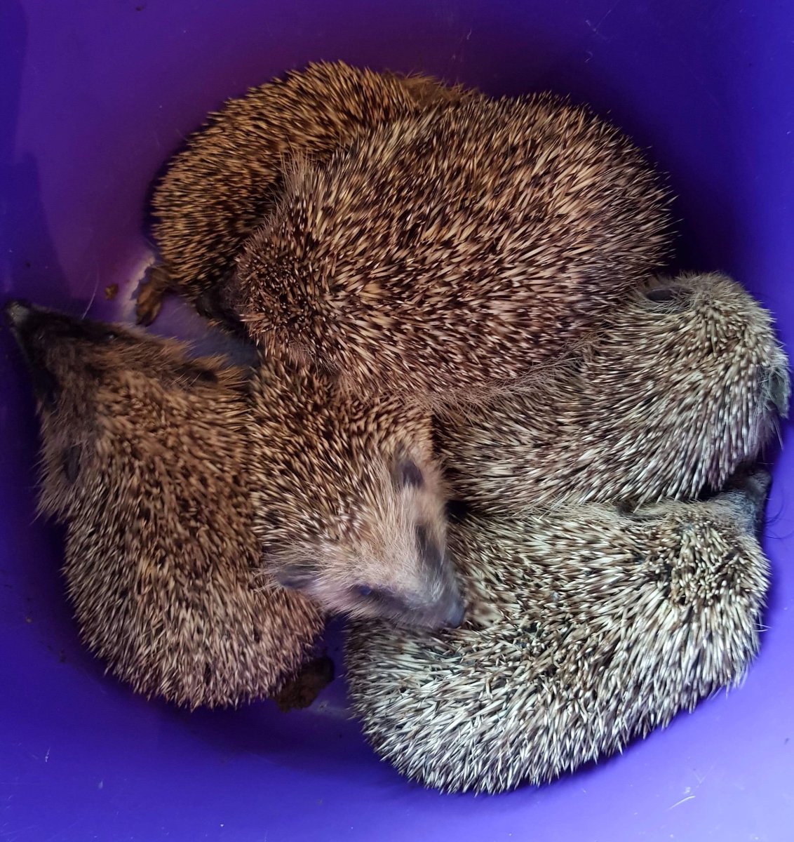 If you can’t sleep...try counting the @KWRSSheppey hedgehogs! Night night all #sleep #insomnia
