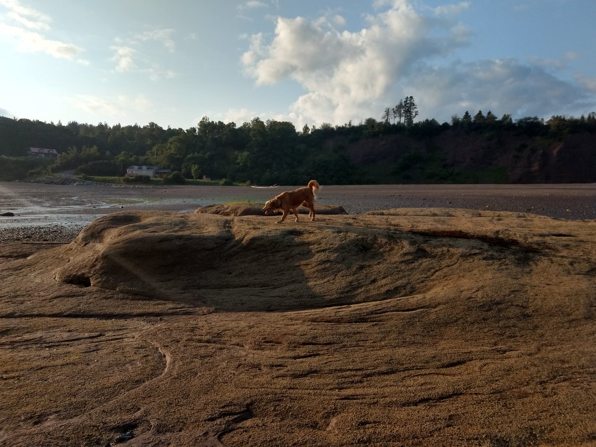 Bailey04979096's tweet photo. Back from another beach adventure (I guess my humans have forgotten the cucumber incident this morning) #baileythegolden #beachlife #goldenonthebeach #offleash #somuchtoexplore https://t.co/KtiVkqvraX