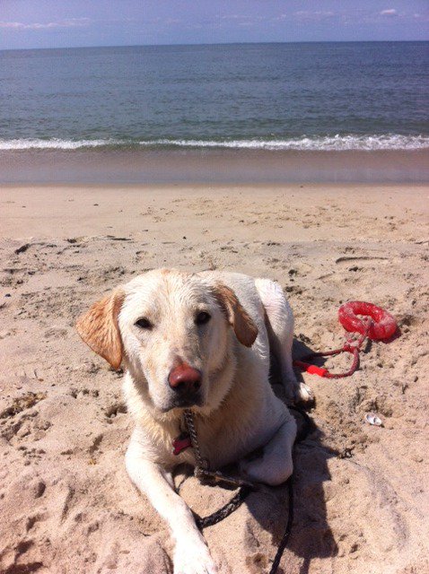 adventurescharl's tweet photo. Happy National Dog Day to this goof ball who's heart is as big as the ocean and who loves the beach as much as me.. #rescuedog #therapydog #beach #sand https://t.co/H0b3Vd1EO6