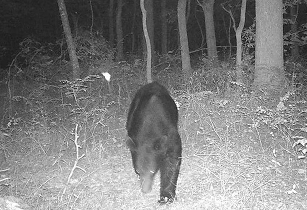 clarksvillenow's tweet photo. A black bear was caught on camera in #Clarksville over the weekend https://t.co/GNTh7RpR4Y https://t.co/cwhFtw6NkJ