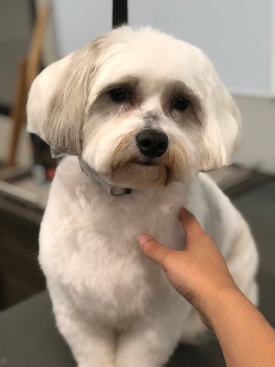 🐶 Poncho is looking extra cute after his groom by Kimberly 🎉 #petsmart #petsmartnyc #thegroomery #thegroomerynyc #lifeatpetsmart #petsmartcharities #petsmartevents #petsmartgrooming #petsmartgroomingsalon  #dogmodel #petsinspireus #welovepets #fortheloveofpets