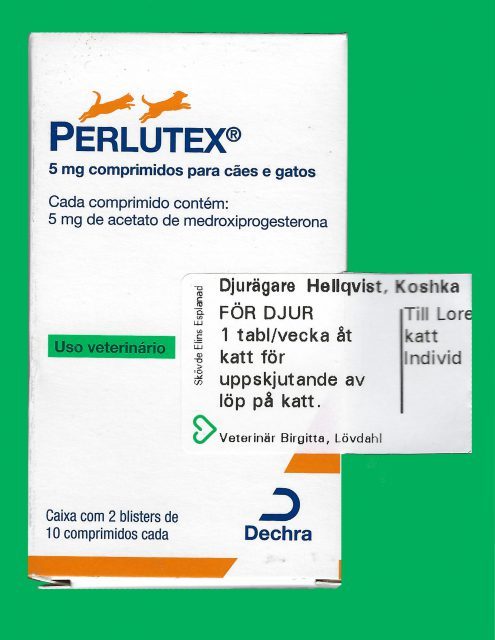 Perlutex katt Perlutex katt