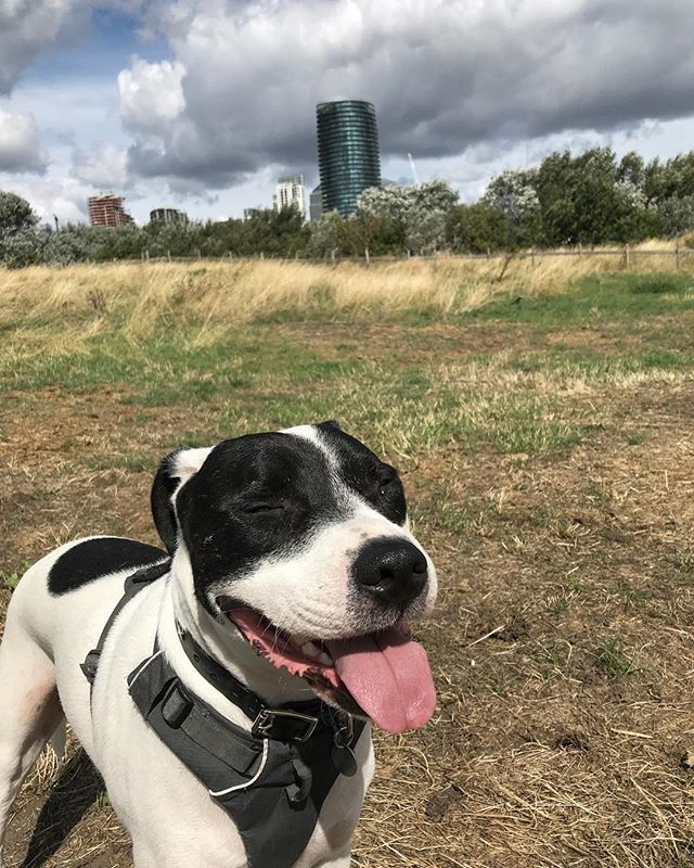 wagglepets's tweet photo. Me at the farm with the city view! This was my first time visiting @mudchute_farm and I loved it 😁
.
.
.
#mudchutefarm #citywalks #doginthecity #apollostaff #staffy #cityfarm #canarywharf #staffycolliecross #isleofdogs #rescuedog #colliecross #adoptdontshop #dogwithanxiety #… https://t.co/xdAhPtqsFN