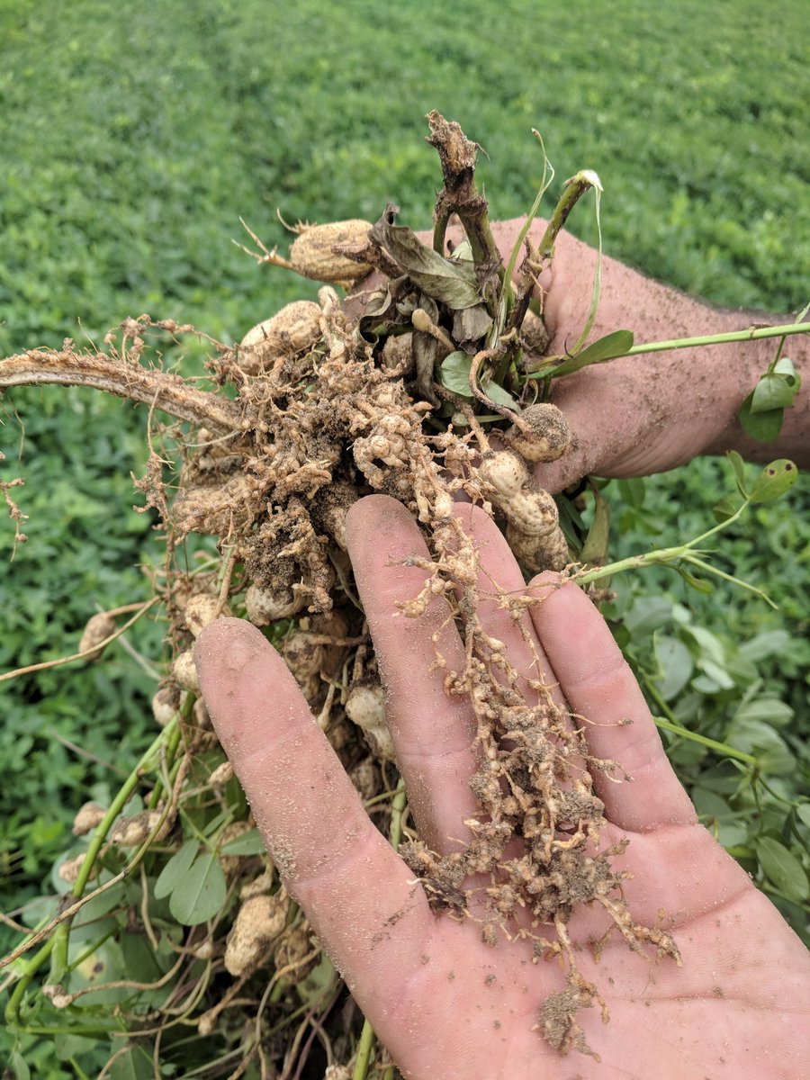 monfortuga's tweet photo. Peanut issues in peanut in Seminole county  # rootknot https://t.co/SEJqloEWgZ