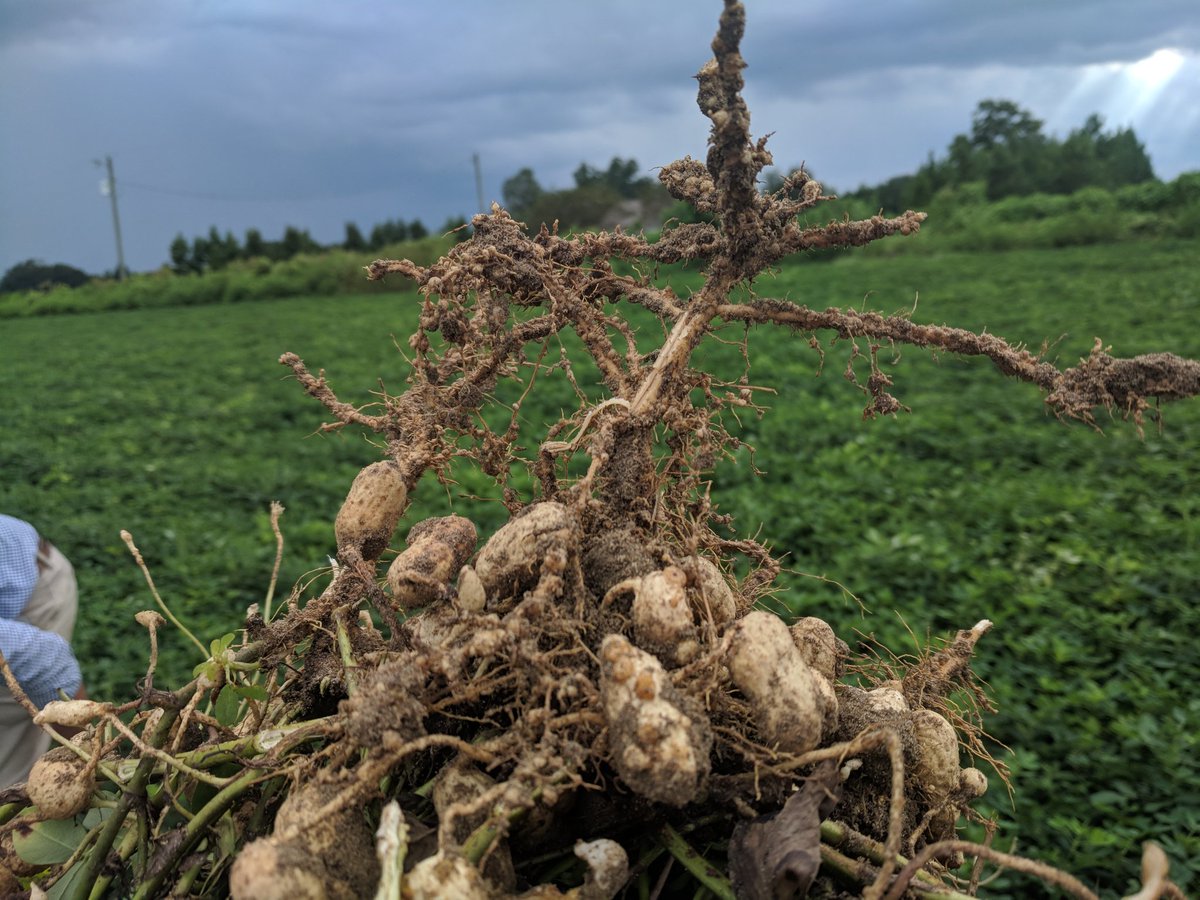 monfortuga's tweet photo. Peanut issues in peanut in Seminole county  # rootknot https://t.co/SEJqloEWgZ