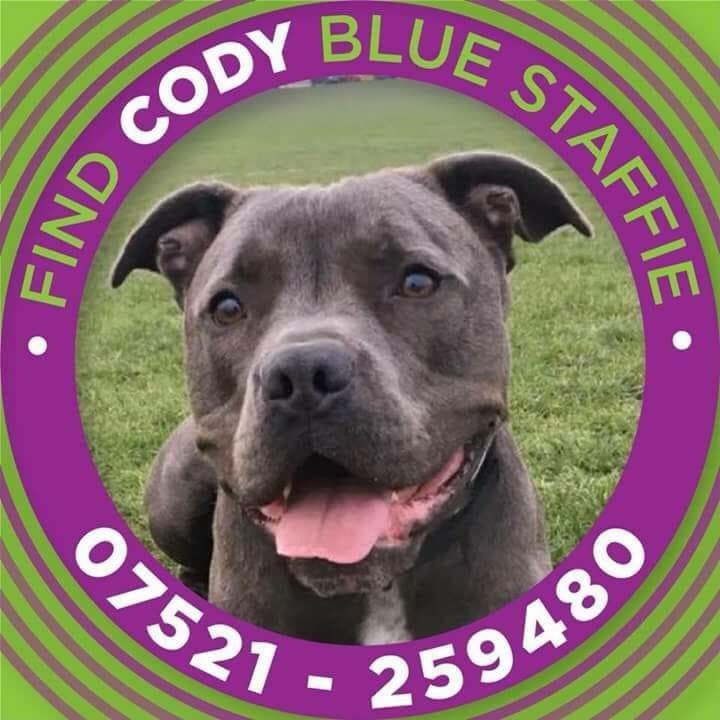 dotslondon's tweet photo. CODY went missing 3rd August &amp; is desperately missed by his owner!Cody was not only an adored pet/family member but also a support/therapy dog to James.Plse can we help spread the word to find him by changing your avatar pic for even 24hours to the one below to spread the word https://t.co/T8dQEzsSbf