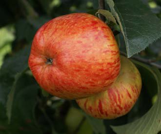 BannockburnHSE's tweet photo. 'A' is for Apple 
#VolunteerBlog #BannockburnHouse #VisitBBH #GardeningTeam #Blog 
https://t.co/K9gsO7occl https://t.co/q3z9zvMFqg