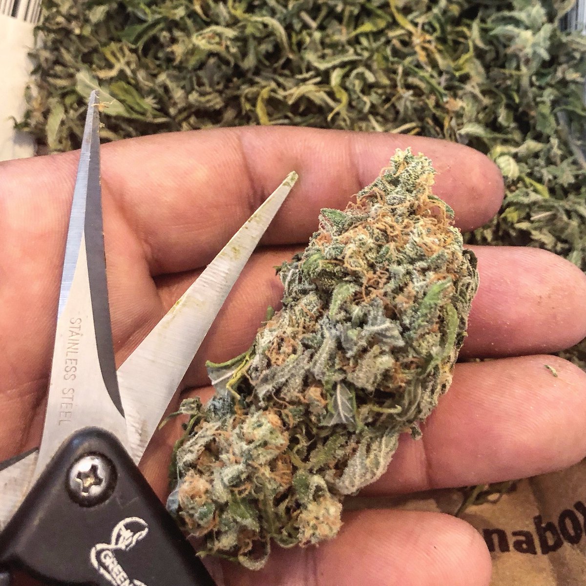 MannyRassGanja's tweet photo. Trimming trimming #growthscience #duby ##indica #passit#passtheduby #passthatshit #scrog #stayhigh #stay #budporn #trichomes #nugporn #nugs #medicine #dubylife #duby #growyourown #sonder #stoner #elevated #dank #highlife #cannabis #cannabiscommunity #cannabisculture #weedporn https://t.co/01tWiQBfK9