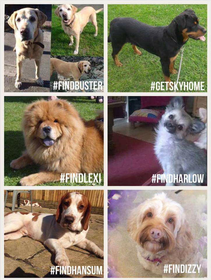 rosiedoc666's tweet photo. #allstillmissing
π#findBuster
π#getskyhome
π#findlexi
π#findHarlow
π#findHansum
π#findIzzy
π#neverforget
π#checkthatchip
π#stoptakingourpets https://t.co/dvrzPx3l4N