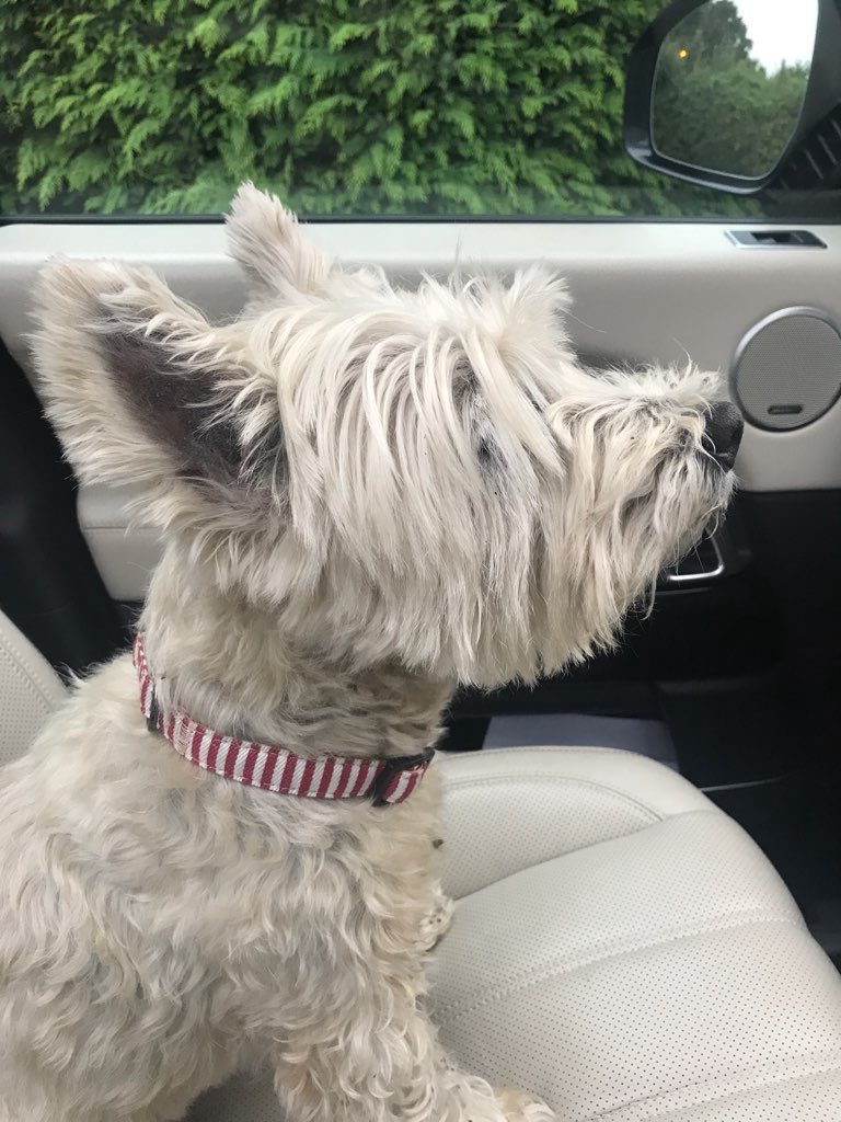 jamesmartinchef's tweet image. Help needed. I’ve just found this fella on the a30 near Kings Worthy, can anyone help find owner?