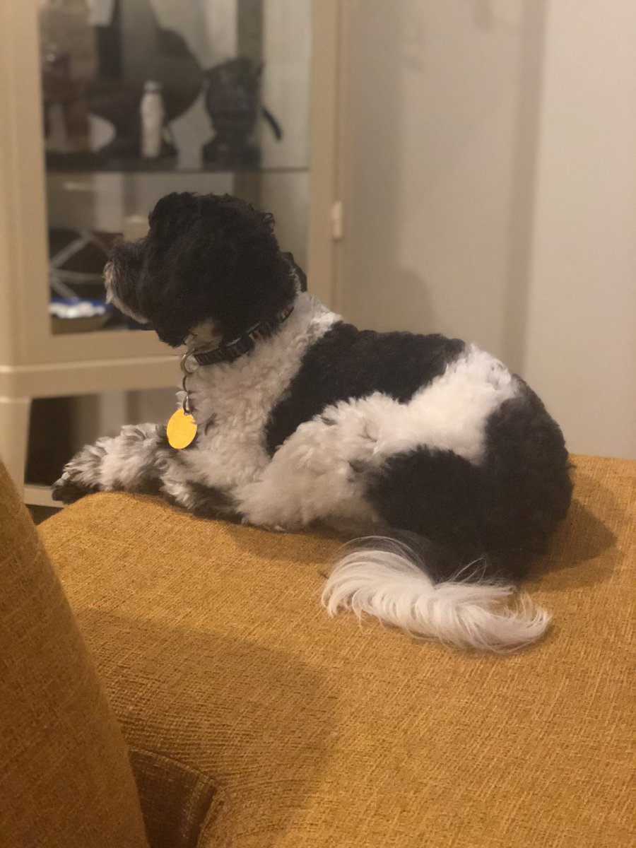MarvIsTweet's tweet photo. Hi everyone Amelia is missing!!! Please maybe someone may have a sighting. Last seen in Brooklyn on Ralph ave and Fulton street near the laundromat. She is spayed and chipped. #ameliahairheart #lost #missing #brooklyn #dog #dogs #puppy #maltese #poodle #maltipoo https://t.co/WShi0dXOGC