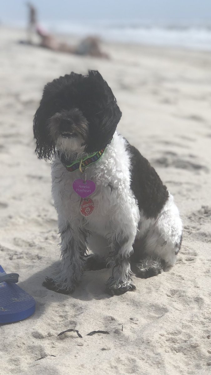 MarvIsTweet's tweet photo. Hi everyone Amelia is missing!!! Please maybe someone may have a sighting. Last seen in Brooklyn on Ralph ave and Fulton street near the laundromat. She is spayed and chipped. #ameliahairheart #lost #missing #brooklyn #dog #dogs #puppy #maltese #poodle #maltipoo https://t.co/WShi0dXOGC