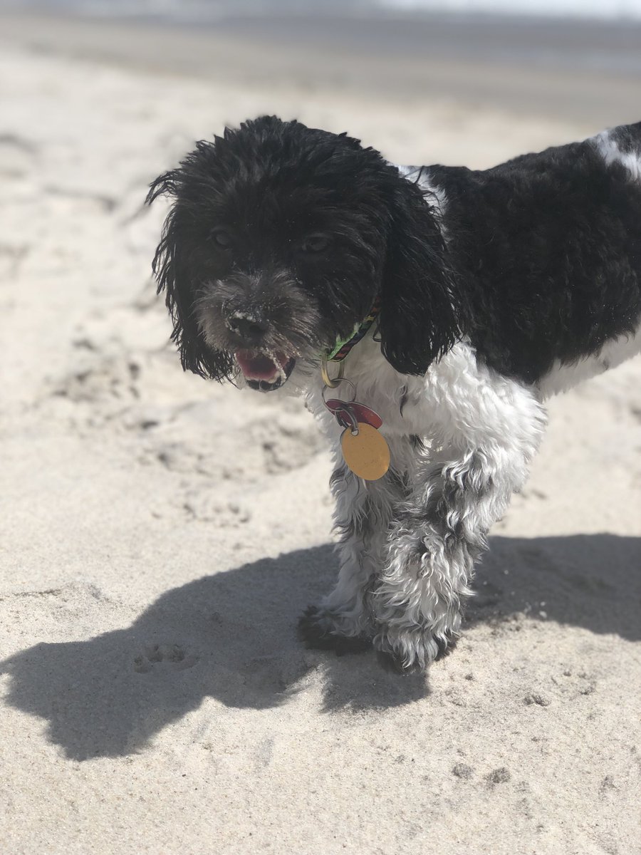 MarvIsTweet's tweet photo. Hi everyone Amelia is missing!!! Please maybe someone may have a sighting. Last seen in Brooklyn on Ralph ave and Fulton street near the laundromat. She is spayed and chipped. #ameliahairheart #lost #missing #brooklyn #dog #dogs #puppy #maltese #poodle #maltipoo https://t.co/WShi0dXOGC
