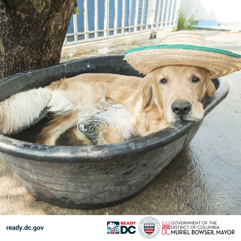 DC_HSEMA's tweet photo. Did you know pets can experience heat exhaustion? Make sure your pet has plenty of water to hydrate and cool down after being outdoors! #ReadyDC #BeatTheHeat #SummerSafety https://t.co/qBvhcXz9Y1