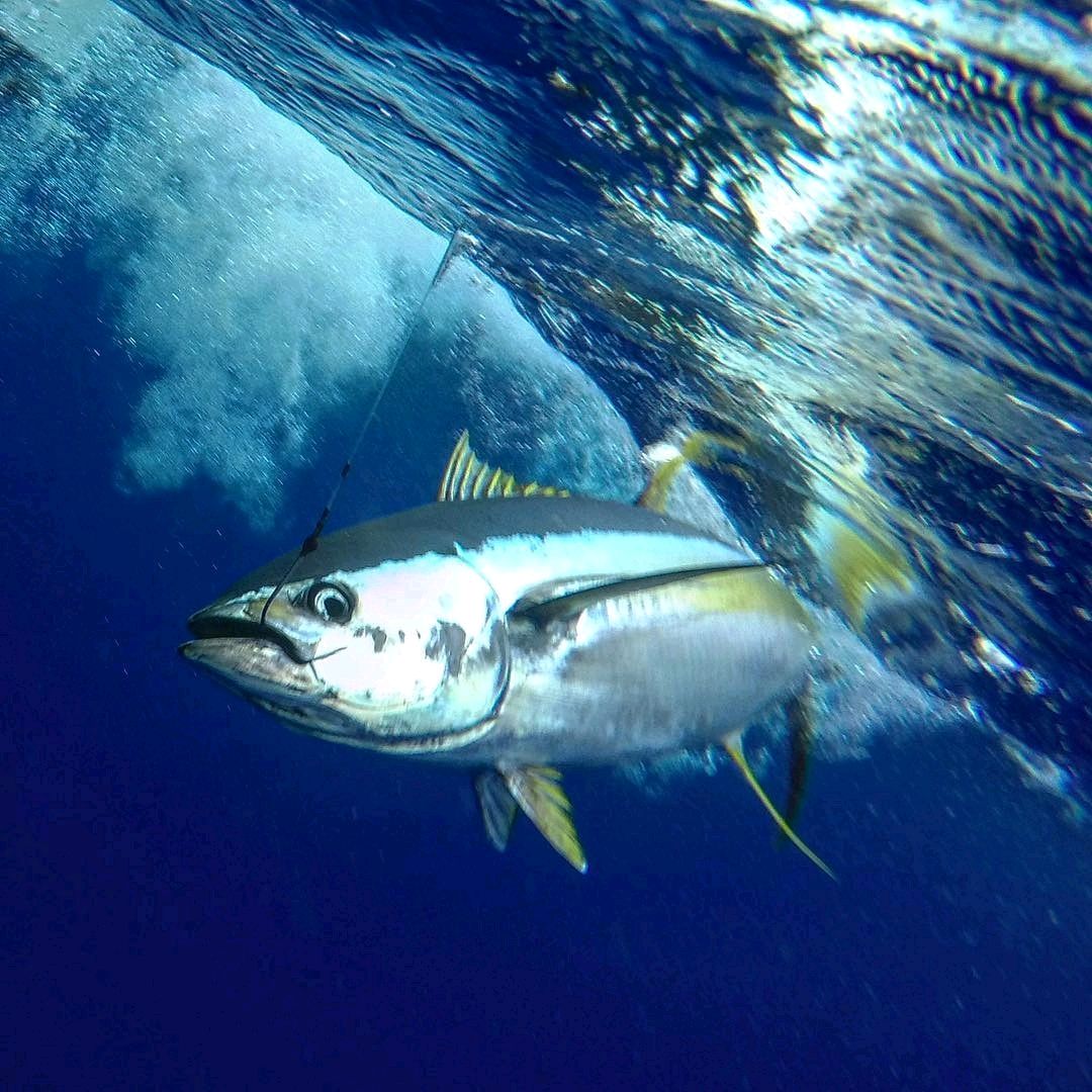 How about some tuna for your Monday?
.
#yellow #fin #tuna #ahi #summertime #tuna #sashimi #poke #fishing #hawaii #bigisland #pelagic #pelagicgear #pelagicworldwide #officialmauijim #coastalfishing #bullbuster