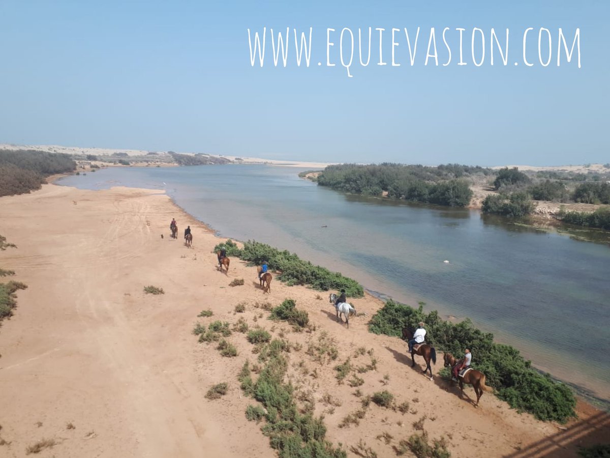 equievasion's tweet photo. WE 💜 DIABAT 
https://t.co/8kDo5qarsE https://t.co/q6xq9l1eOJ