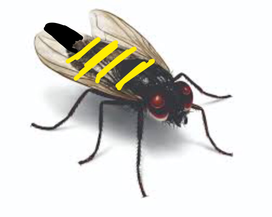 AboutWasps's tweet photo. How to spot a wasp:

Not a wasp.                        Wasp. https://t.co/jU0ILTFS6G