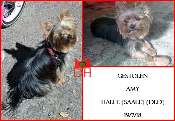 Vermisste Hunde (Pfoetchencheck) Twitter