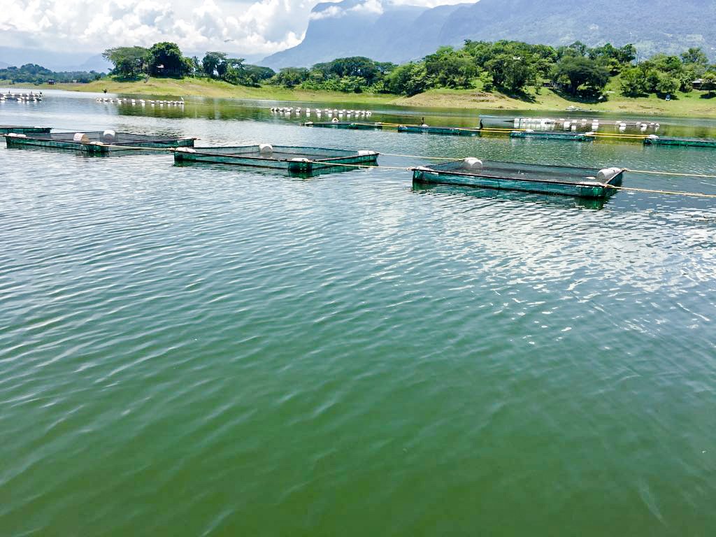 redtilapiamx's tweet photo. Pescadores de San Pedro Ixcatlán, Oax. se convirtieron en acuacultores jauleros que, tras 15 años operando, son un caso exitoso. Asiste al Taller de Extensionismo de la #RedTilapiaMéxico en #FIACUI para conocer más detalles. https://t.co/uF6pVyRStj