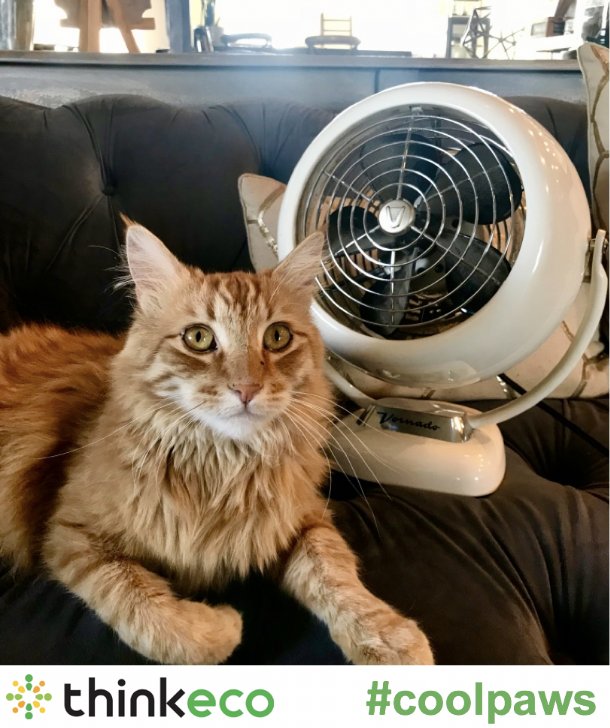 ThinkEco's tweet image. Ginger doesn’t need her fan much these days because her owner always has an eye on the apartment’s temperature, can control the AC remotely, and even set a pet schedule! #coolpaws