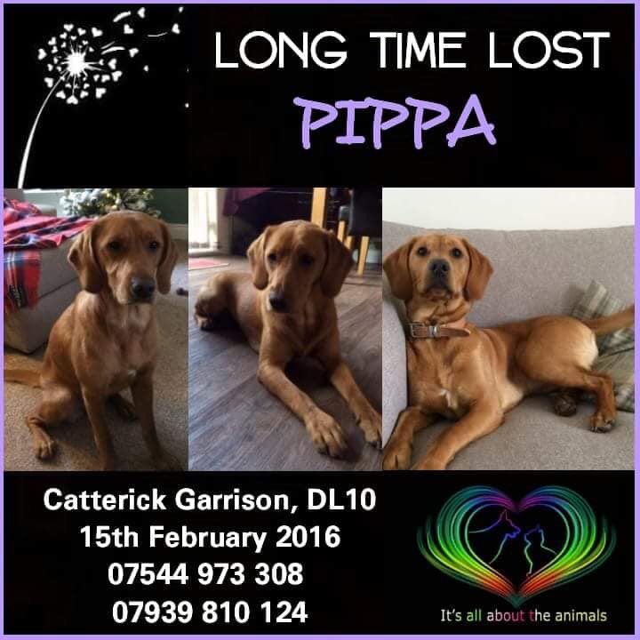 #longtimelost PIPPA 

#findPippa #CatterickGarrison 
15/2/16 #DL10 

Where's Pippa now, dogs don't disappear 💟💟💟💟