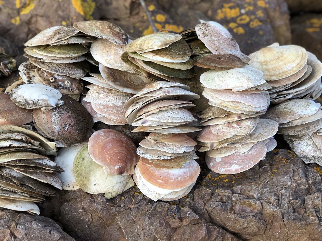 TheTrueCrimePods tweet media