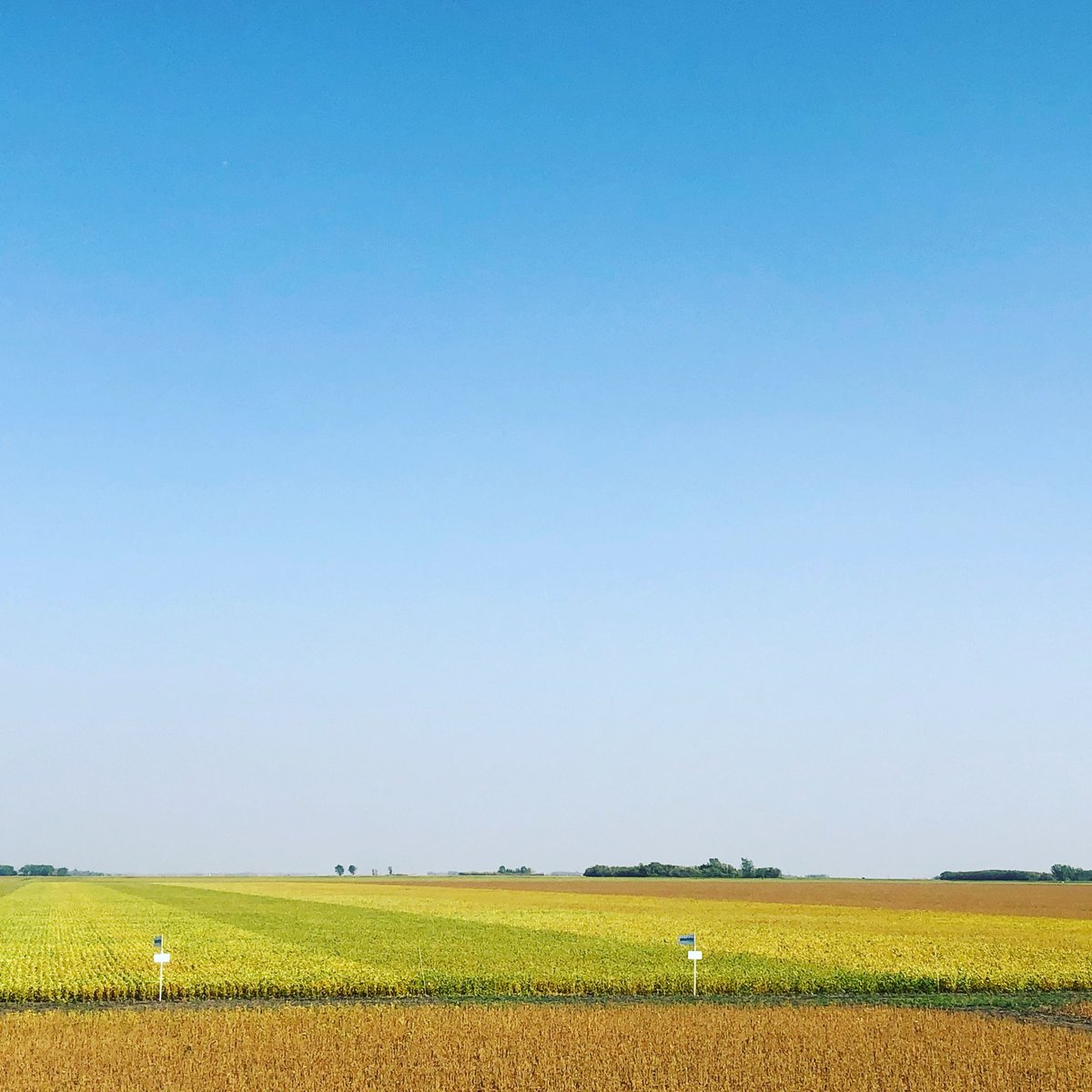 What a difference a week makes in these conditions! Soybean harvest is about to begin this week here on the farm. Are your beans close to being harvested? #harvest18 <a href="/NSGeneticsCA/">NorthStar Genetics</a>